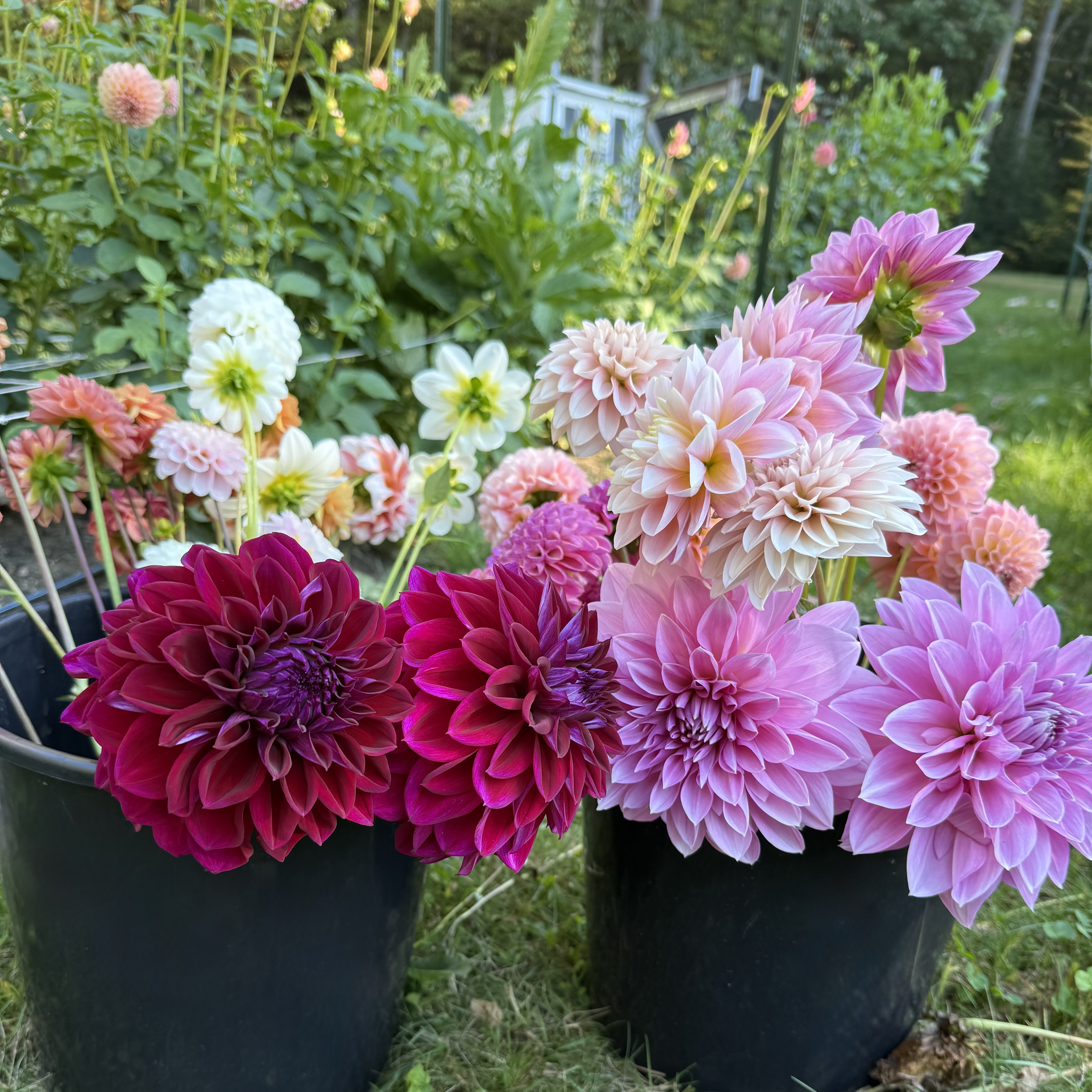 Find our flowers locally